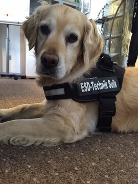 Oskar ist unser Firmenhund